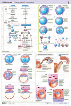 Embriología 1 Gametogénesis Fecundación