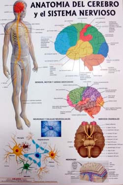 Anatomía del Cerebro y el Sistema Nervioso