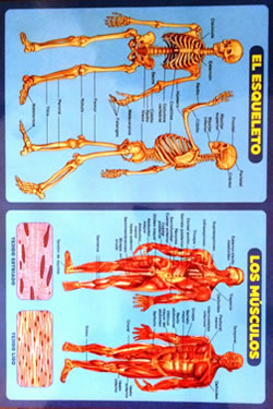 El Esqueleto - Los Músculos