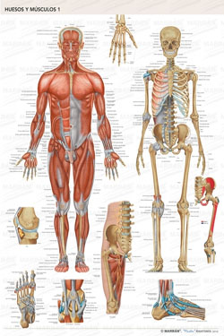 Lámina Huesos y Músculos 1 Visión Anterior 