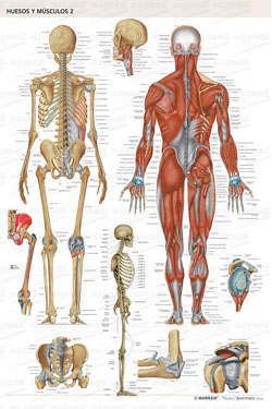 Lámina Huesos y Músculos 2 Visión Posterior