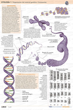 Citología 1 Organización del Material Génetico Cromosomas