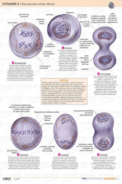 Citología 2 Reproducción Celular Mitosis