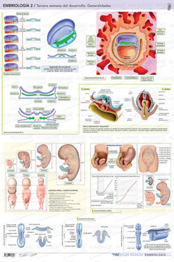 Embriología 2 Tercera Semana del Desarrollo Generalidades