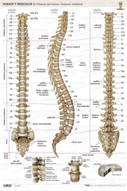 Lámina Huesos y Músculos 3 Huesos del Tronco Columna Vertebral