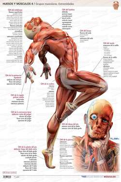Lámina Huesos y Músculos 4 Grupos Musculares Extremidades