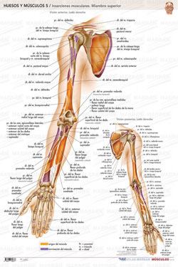 Lámina Huesos y Músculos 5 Inserciones Musculares Miembro Superior