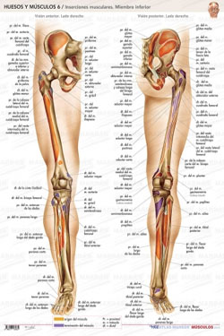 Lámina Huesos y Músculos 6 Inserciones Musculares Miembro Inferior
