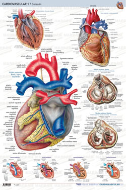 Cardiovascular 1 Corazón