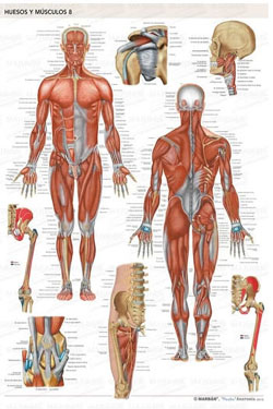 Lámina Huesos y Músculos 8 - Músculos