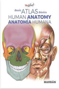 Basic Atlas Básico Human Anatomy Anatomía Humana